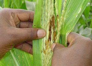 fa00184e53db0443d1839eaaf0f2a372 fa00184e53db0443d1839eaaf0f2a372